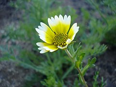 layia platyglossa